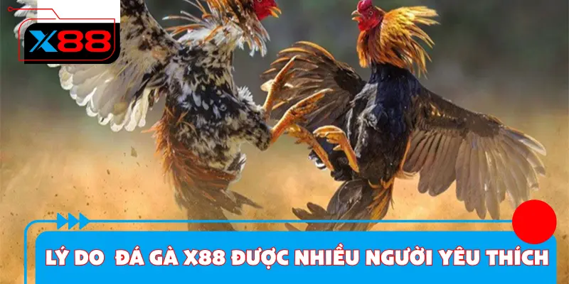 Lý do giúp đá gà X88 được nhiều người yêu thích